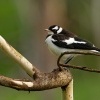 Popelacek cernobily - Grallina cyanoleuca - Magpie-lark 0058